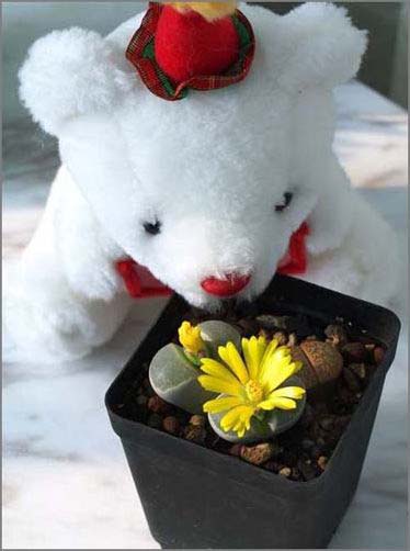 �T��Сʯ�������o(w��)�޾��ʼҾ�