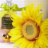 ̫�(y��ng)��