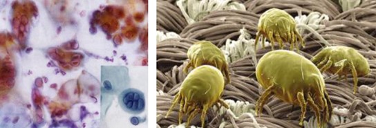 ����˯����ه(l��i)��Violet���C�Ҽ�