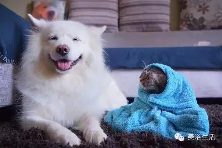 ��ԡ���ë�����Ԍ�����ë��Ҳ�����v����