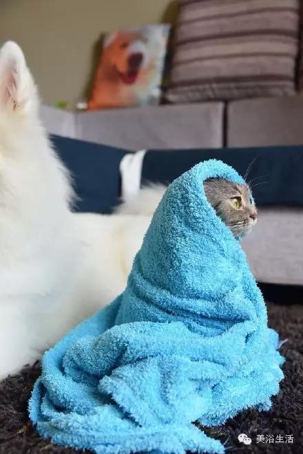 ��ԡ���ë�����Ԍ�����ë��Ҳ�����v����