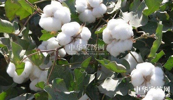 ��ԡ����������������Ļ�--�޻���