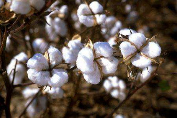 ����(zh��)����Ȼ���������ѻ��Ҽ��ĸ�ɽ���w������s�ߴ����﷦����